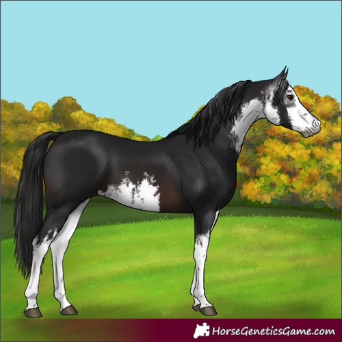 Horse Color:Gray White Spotted Brown