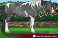 Horse Color:Black Ice Tobiano Rabicano