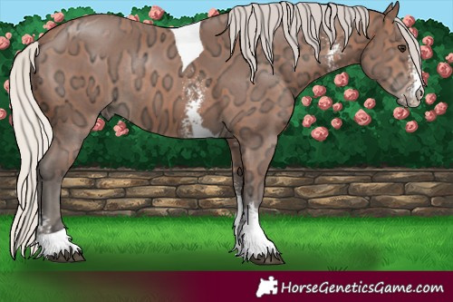 Horse Color:Silver Bay Ice Sabino Tobiano Rabicano 