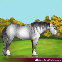 Horse Color:Unknown 