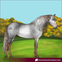 Horse Color:Gray White Spotted Liver Chestnut