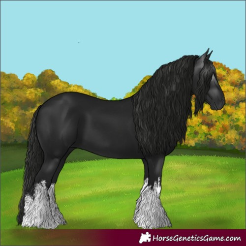 Horse Color:Gray White Spotted Black