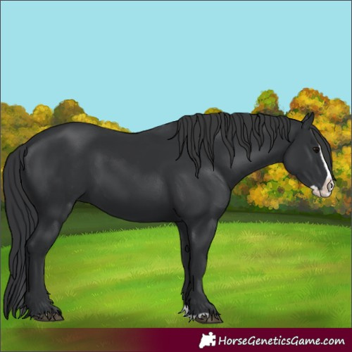 Horse Color:Black Splash 