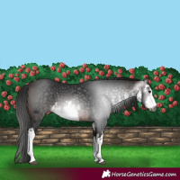 Horse Color:Gray White Spotted Bay 