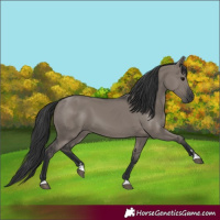 Horse Color:Grullo 