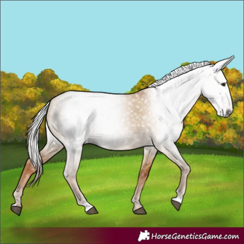 Horse Color:Gray Red Dun 