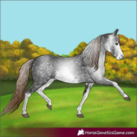 Horse Color:Gray White Spotted Liver Chestnut