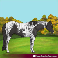 Horse Color:Smoky Black Tobiano  and Smoky Black Tobiano 