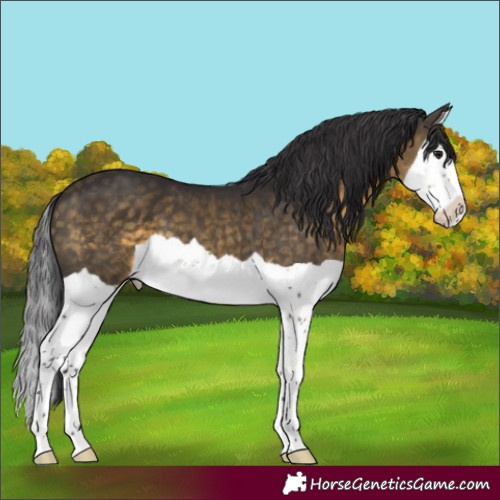 Horse Color:Buckskin Splash 