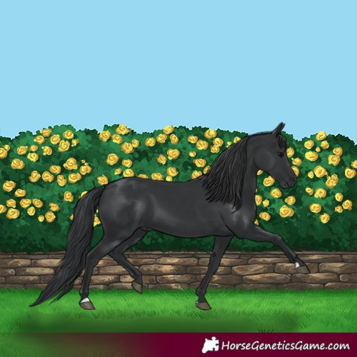 Horse Color:Black 