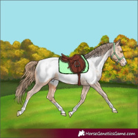Horse Color:Gold Champagne Appaloosa