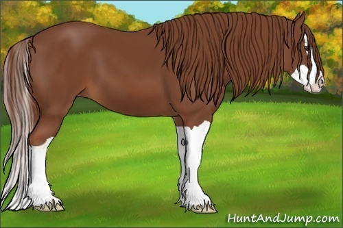 Horse Color:Chestnut Splash 