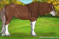 Horse Color:Chestnut Splash 