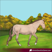 Horse Color:Amber Champagne Appaloosa 
