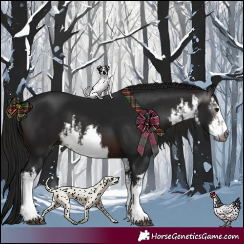 Horse Color:Gray White Spotted Brown 