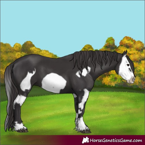 Horse Color:Smoky Black Splash  and Smoky Black Splash Frame 