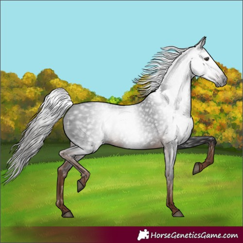 Horse Color:Gray White Spotted Liver Chestnut 