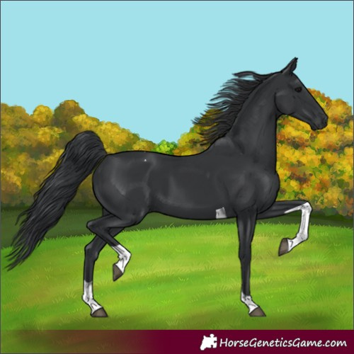 Horse Color:Black Tobiano