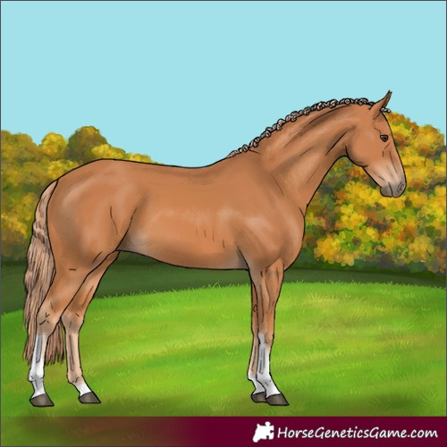 Horse Color:Chestnut Tobiano