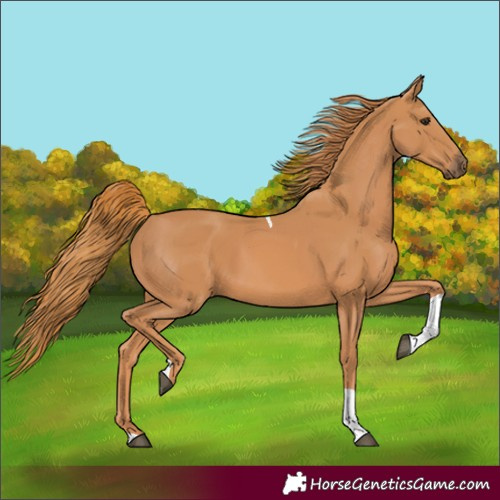 Horse Color:Chestnut Tobiano