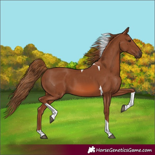 Horse Color:Chestnut Tobiano