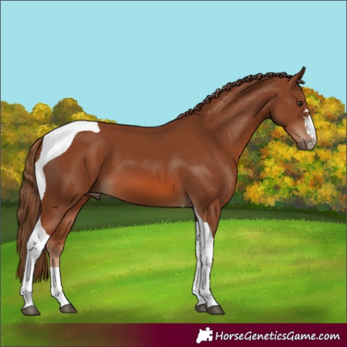 Horse Color:Chestnut Tobiano 