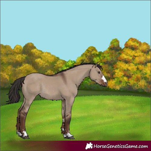 Horse Color:Liver Red Dun Rabicano 