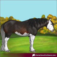 Horse Color:Gray Brown Splash 
