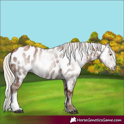 Horse Color:Gray Silver Black Pearl Tobiano Appaloosa 