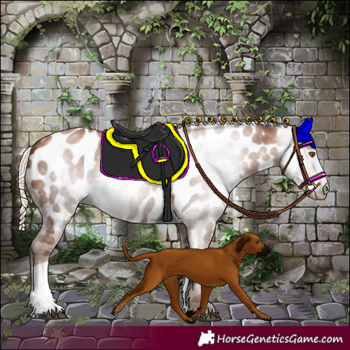 Horse Color:Gray Silver Black Pearl Tobiano Appaloosa 