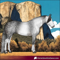 Horse Color:Gray White Spotted Bay 
