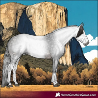 Horse Color:Gray White Spotted Bay 