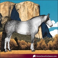 Horse Color:Gray White Spotted Bay