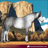 Horse Color:Gray White Spotted Bay 