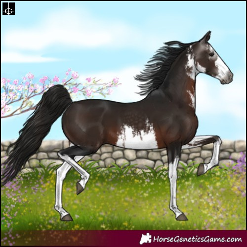 Horse Color:Gray White Spotted Bay 