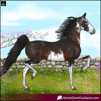 Horse Color:Gray White Spotted Bay 