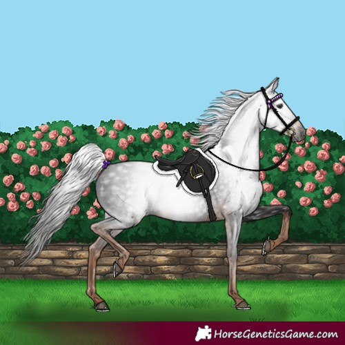 Horse Color:Gray White Spotted Liver Chestnut 
