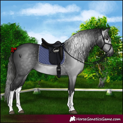 Horse Color:Gray White Spotted Black 