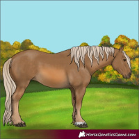 Horse Color:Chocolate Palomino