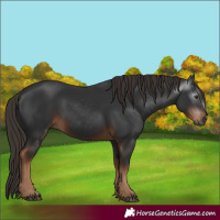 Horse Color:Gray White Spotted Liver Chestnut 