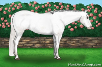 Horse Color:Silver Black Appaloosa 