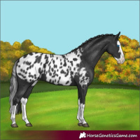 Horse Color:Black Splash Appaloosa 