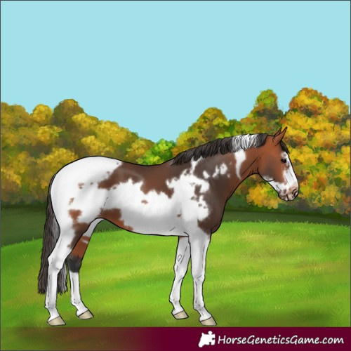 Horse Color:Bay Tobiano Frame 