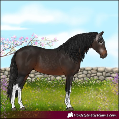 Horse Color:Gray White Spotted Bay