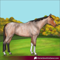 Horse Color:Bay Roan Tobiano Frame 