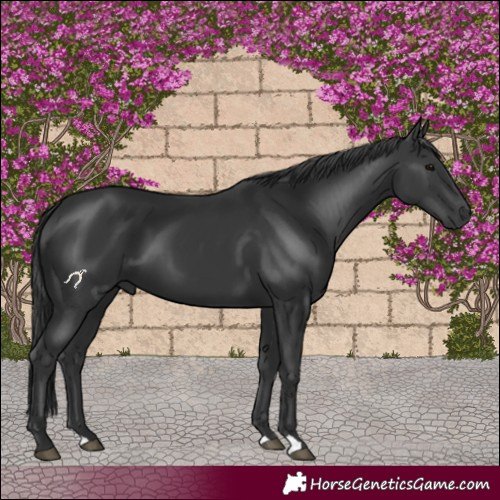 Horse Color:Black 