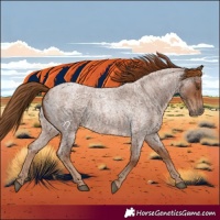 Horse Color:Red Roan 