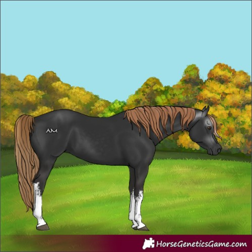 Horse Color:Gray White Spotted Liver Chestnut