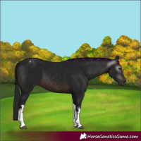 Horse Color:Gray White Spotted Brown Tobiano 