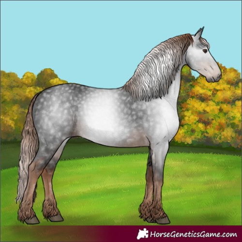 Horse Color:Gray White Spotted Liver Chestnut
